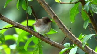 Superb Fairywren Superb BlueWren or Blue Wren Malurus cyaneus ♀  Prachtstaffelschwanz 2 [upl. by Leander]