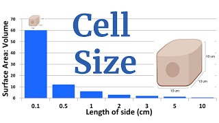 Cell Size and Surface Area Explained for AP Bio [upl. by Yznel127]