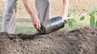 How to plant an avocado tree [upl. by Eeleimaj]