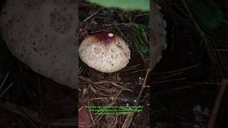 Мухомо́р се́роро́зовый Amanita rubescens грибы закончились пойдёт и он гриб мухоморсеророзовый [upl. by Farmann]