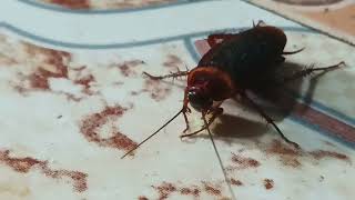 cockroach shot काकरोच।। [upl. by Htessil]