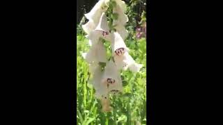 How to grow foxglove [upl. by Jacquie]