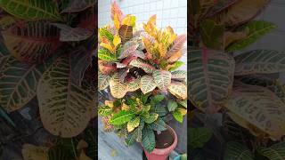 croton plant care crotonplantcare croton [upl. by Akila]