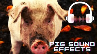 Pig grunting sound effect Pig sounds  Pig squeal [upl. by Azaleah]