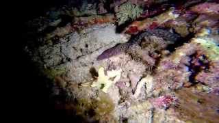 Frogfish Vs Moray Eel [upl. by Odlavso]