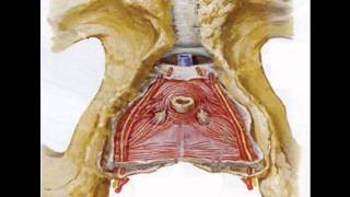 Pudendal Nerve Entrapment Pudendal Neuralgia Pelvis Anatomy [upl. by Haimerej]