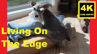 Living On The Edge 😳 Miniature Schnauzer Brothers [upl. by Burton479]