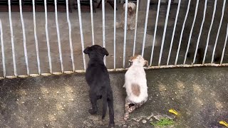 Two Soaked Puppies Kneel by The Door Pleading for Open Hoping to Be Warm Like the Friend Inside [upl. by Nagoh]