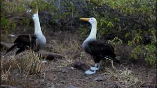 Galapagos Albatross Mating Dance [upl. by Assilrac788]