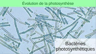 Évolution de la photosynthèse 2  Bactéries photosynthétiques [upl. by Anilehs509]