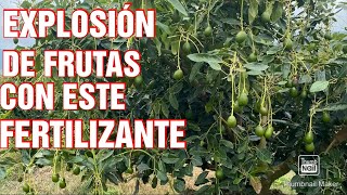 Descubre por qué este fertilizante es ideal para el cultivo de aguacate hass [upl. by Ardine881]