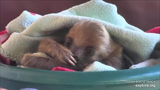 Baby sloth Bruno begs for his milk  030224  SlothTV via exploreorg [upl. by Nehemiah]