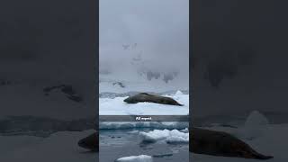 Mysterious Antarctica ninformation facts planetinformation earthplanet planet [upl. by Aduh264]