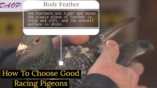 How To Choose Good Pigeons  Top Racing Pigeons  Racing Pigeons 2022 [upl. by Ahsenyl148]