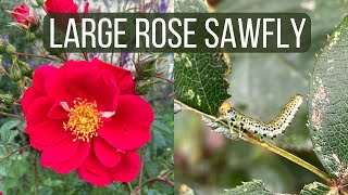 How to Identify and Control Large Rose Sawfly [upl. by Thomey]