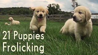 21 Adorable Golden Retrievers Puppies Play in a Field [upl. by Annodal]