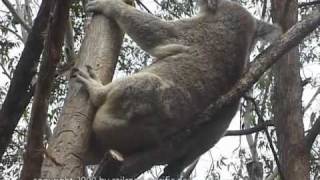 Extremly busy days in the life of Australian Koalas [upl. by Merfe527]