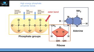 ATP Adenosine Triphosphate Anatomy and Physiology [upl. by Sandry]