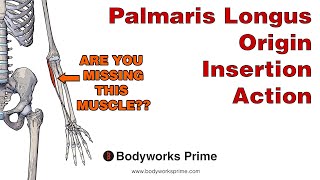 Palmaris Longus Anatomy Origin Insertion amp Action [upl. by Nolyak]