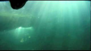 Sea Lion CAM at the Aquarium of the Pacific [upl. by Ettennahs]