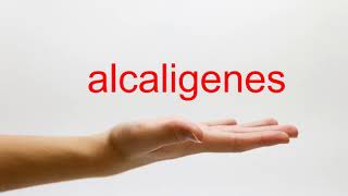 How to Pronounce alcaligenes  American English [upl. by Astto943]