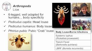 Helminths Arthropods [upl. by Hoban]