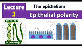 3Cell polarity 2021HistologyFirst year1Foundation2Epithelium 2021 [upl. by Yuhas]