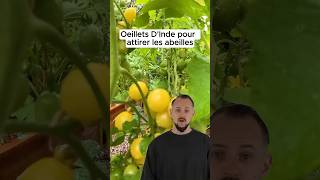 Attirer les abeilles avec des œillets dInde [upl. by Chappie]