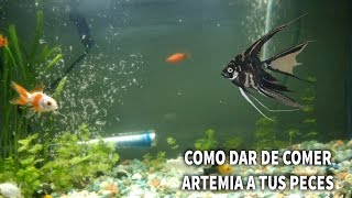 COMO DARLES DE COMER ARTEMIA A TUS PECES  PREPARACION DE ARTEMIA  AcuarioLP [upl. by Friedlander]