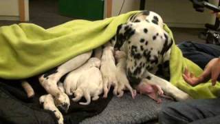 Dalmatian puppies new born [upl. by Etteoj]