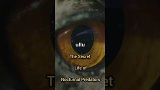 The Secret Life of Nocturnal Predators 🌙🦉shorts youtubeshorts animalkingdom [upl. by Annenn]