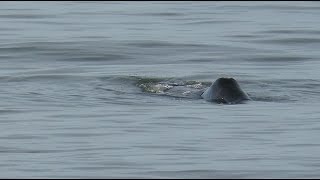 NEW FOR BELGIUM Bowhead Whale  Balaena mysticetus  Groenlandse walvis  Middelkerke  142017 [upl. by Sculley217]