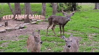 DEER PLAYING KEEP AWAY GAME [upl. by Neillij]