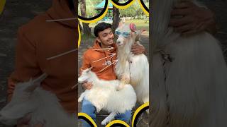 Itni sundar 😍 GOAT nahi dekhi hogi kashmir goat petsvlog pets [upl. by Treble]