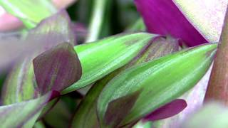 The beautiful Tradescantia zebrina a Spiderwort  also known as Wandering Jew or Inch Plant [upl. by Macguiness]