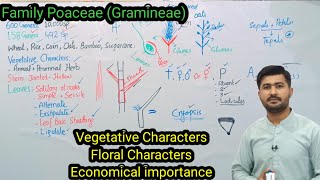 916 Family Poaceae Gramineae  Characteristics of Family Poaceae Biology class 11 [upl. by Dracir759]