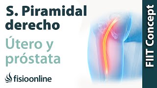 Síndrome del músculo piramidal derecho y su relación con el útero y próstata [upl. by Polinski913]