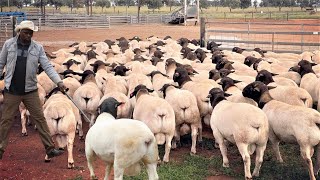 I Left Banking Job Now Richest Dorper Sheep Farmer [upl. by Kingdon]