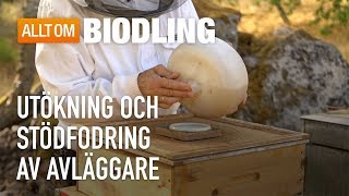 Utökning och stödfodring av avläggare  Biodling [upl. by Humphrey529]