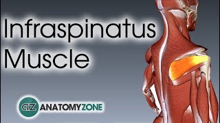 Infraspinatus  Muscle Anatomy [upl. by Victorie]