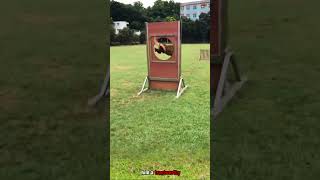 DOG TRAINING malinois dogtraining dog doglover pubg k9 dogbreed [upl. by Acirred]