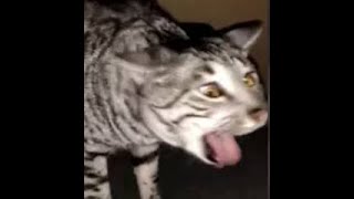 Cats Who Gag A Compilation [upl. by Nashbar421]