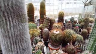 My cacti collection 31122016 [upl. by Leahcin]