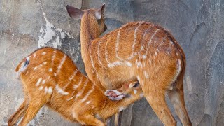 Sitatunga Tragelaphus spekii or Marshbuck Antelope [upl. by Atiuqer]