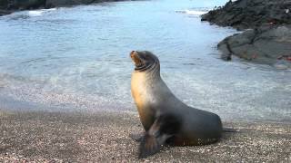 Sonido de Foca  Sonidos de Animales para Niños [upl. by Pesek]