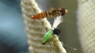 Planthopper Nymph with an extruding wasp larva Dryinid and a hover fly Toxomerus politus [upl. by Rufina]