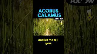 Acorus calamus vitamins protein and is really good for health vitamin proteinpowder protein [upl. by Sanferd465]