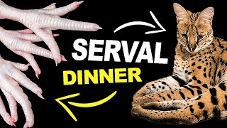 Watch this Serval Cat Eating Chicken Fingers [upl. by Sundberg335]