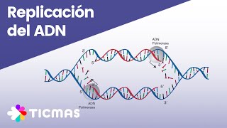 ¿Cómo ocurre el proceso de replicación del ADN [upl. by Phila922]