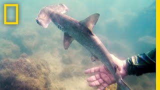 See a Hidden Hammerhead Shark Nursery in the Galapagos  National Geographic [upl. by Koa]